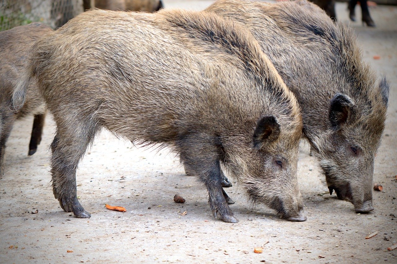 イノシシ 動物図鑑 家畜のブタの祖先 動物生き物サイト