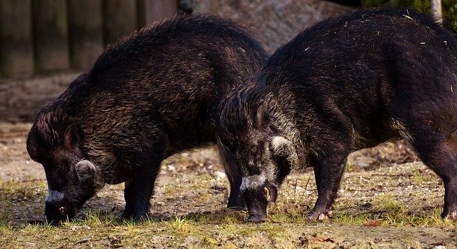 イノシシ 動物図鑑 家畜のブタの祖先 動物生き物サイト